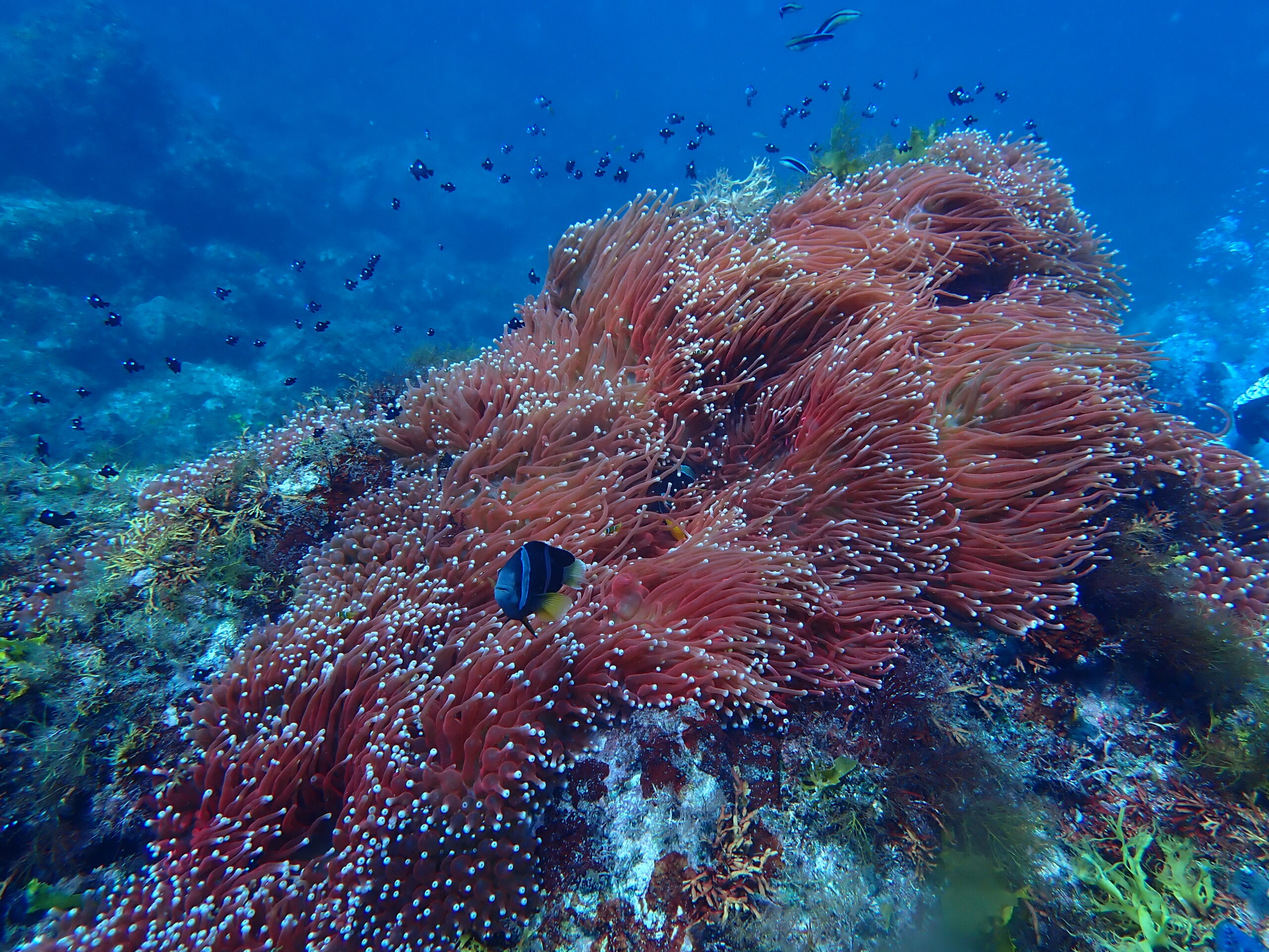 開封済　フールズパラダイス　パイオニア 開封済 フールズパラダイス パイオニア 開封済 フールズパラダイス